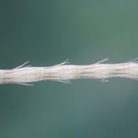 Casuarina equisetifolia L.